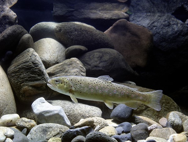 Brown Trout (Salmo trutta fario)