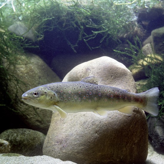 Brown Trout (Salmo trutta fario)