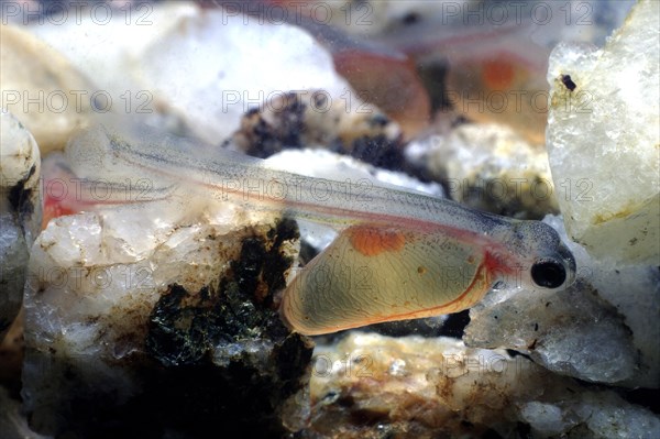 Brown Trout (Salmo trutta fario)