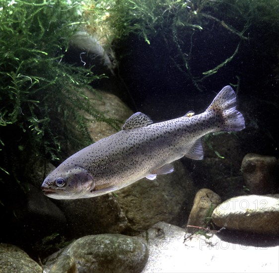 Rainbow Trout (Salmo gairdneri)