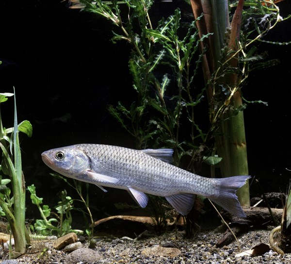 European Chub (Leuciscus cephalus)