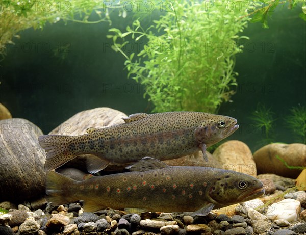 Brown Trout (Salmo trutta fario) and Rainbow Trout (Salmo gairdneri)