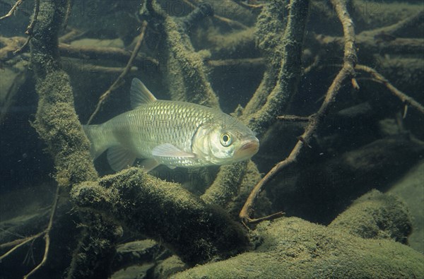 European Chub (Leuciscus cephalus)