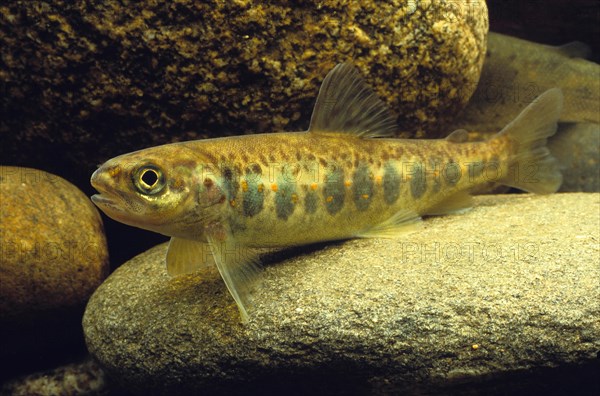 Atlantic Salmon (Salmo salar)