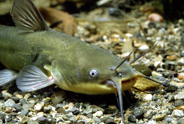 Black Bullhead (Ictalurus melas)