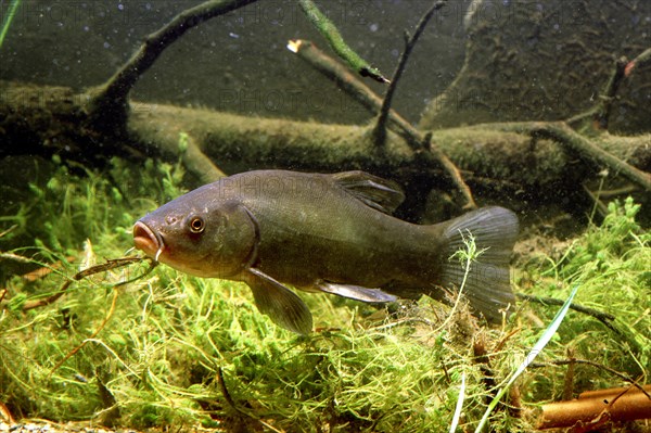 Tench or Doctor Fish (Tinca tinca)