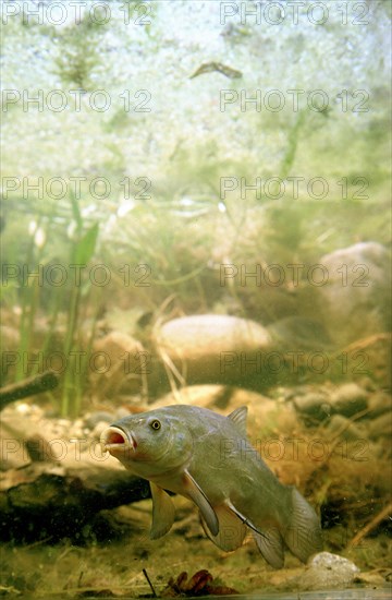 Tench or Doctor Fish (Tinca tinca)