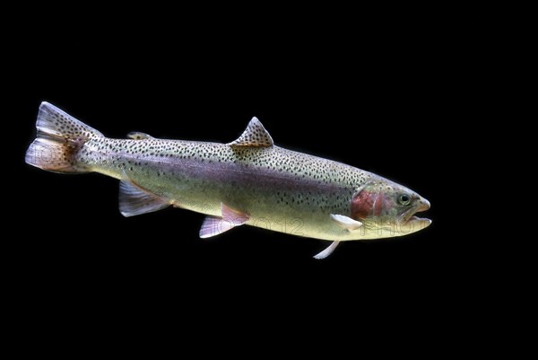 Rainbow Trout (Salmo gairdneri)