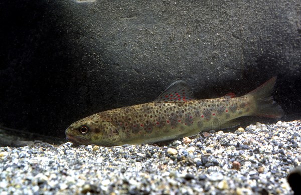 Brown Trout (Salmo trutta fario)