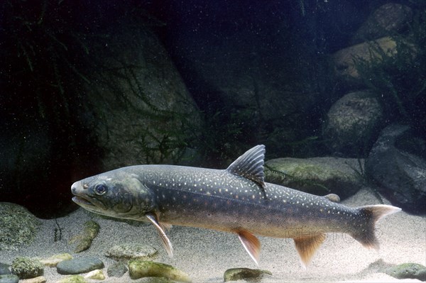 Arctic Shar (Salvelinus alpinus)