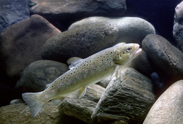 Brown Trout (Salmo trutta fario)