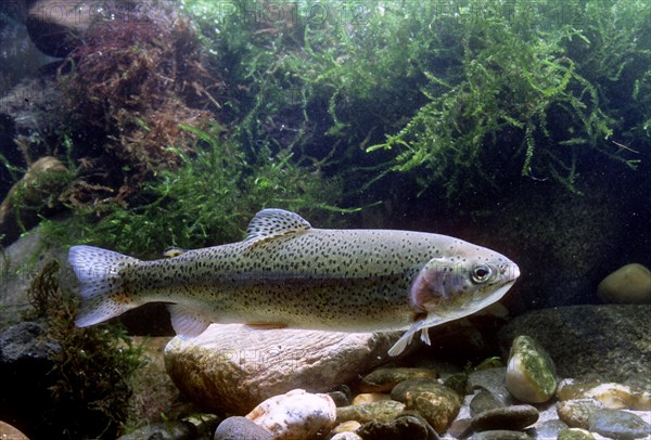 Rainbow Trout (Salmo gairdneri)