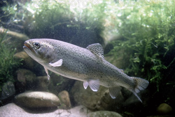 Rainbow Trout (Salmo gairdneri)