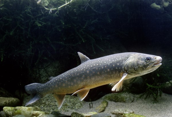 Arctic Shar (Salvelinus alpinus)