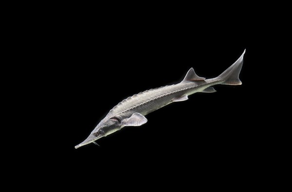 Siberian Sturgeon (Acipenser baerii)