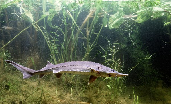 Siberian Sturgeon (Acipenser baerii)