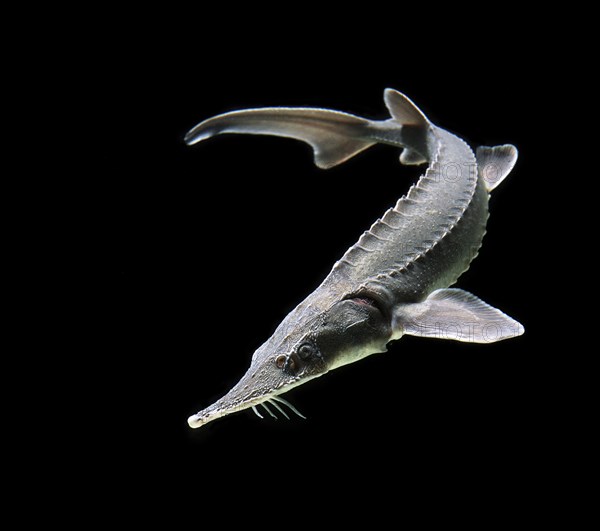 Siberian Sturgeon (Acipenser baerii)