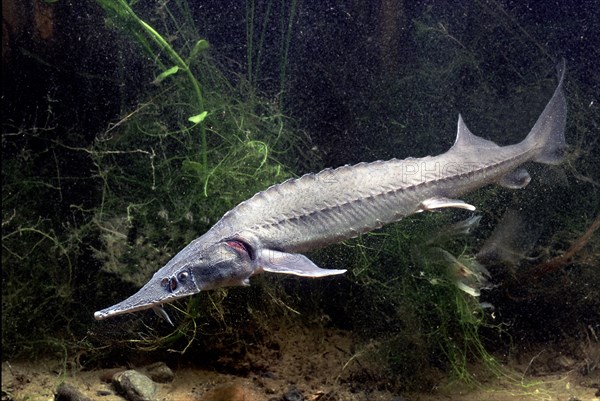 Siberian Sturgeon (Acipenser baerii)