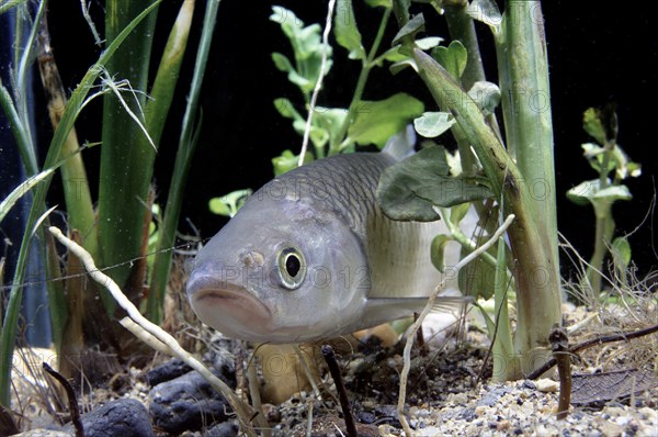 European Chub (Leuciscus cephalus)