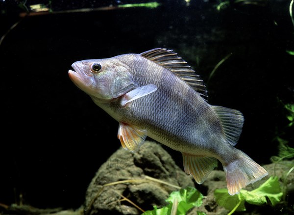 European Perch (Perca fluviatilis)