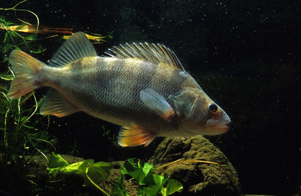 European Perch (Perca fluviatilis)