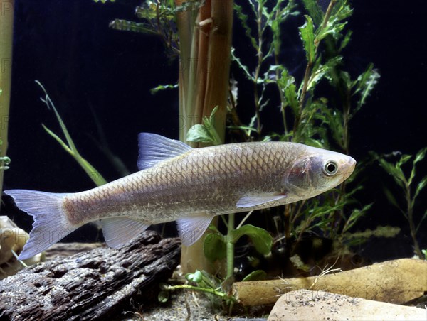 European Chub (Leuciscus cephalus)