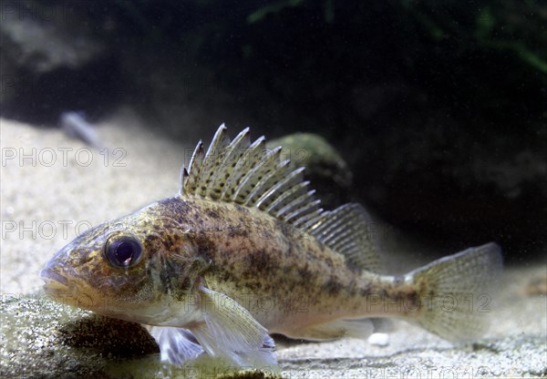 Eurasian Ruffe (Gymnocephalus cernuus)