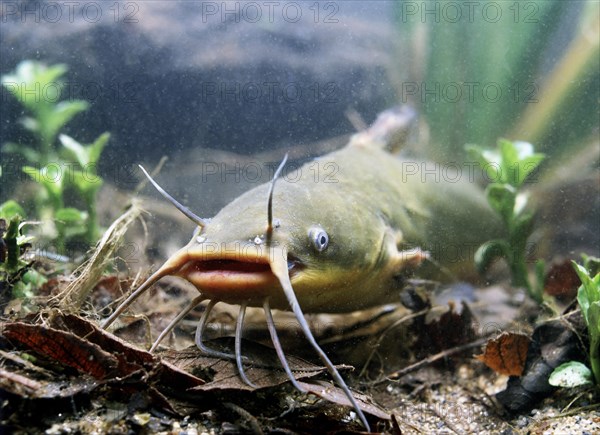 Black Bullhead (Ictalurus melas)