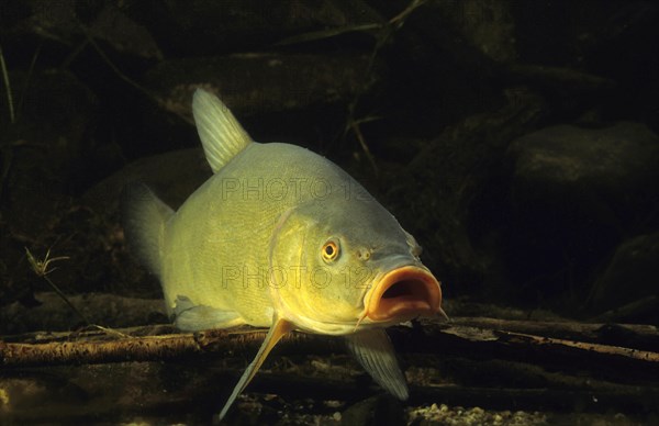 Tench or Doctor Fish (Tinca tinca)