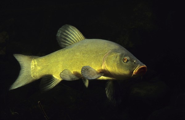 Tench or Doctor Fish (Tinca tinca)