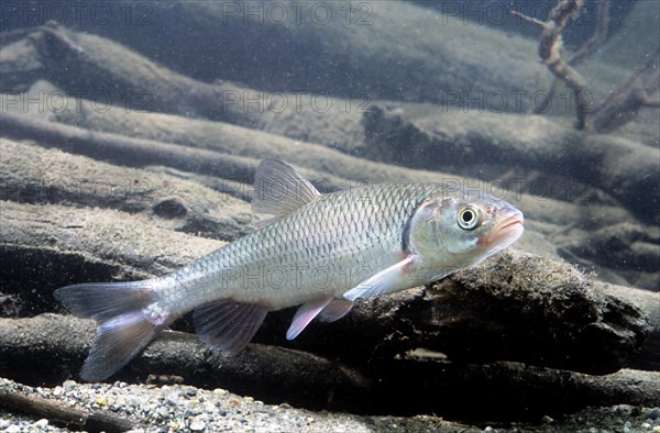 European Chub (Leuciscus cephalus)