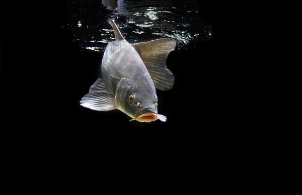 Tench or Doctor Fish (Tinca tinca)