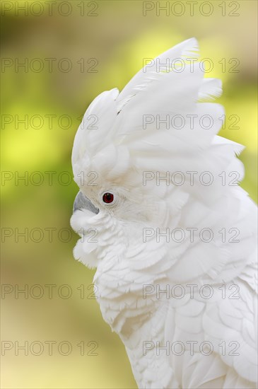 White Cockatoo or Umbrella Cockatoo (Cacatua alba)