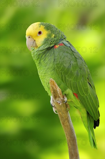 Yellow-headed Amazon