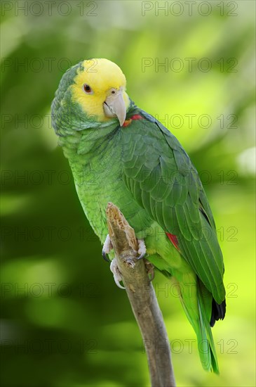 Yellow-headed Amazon