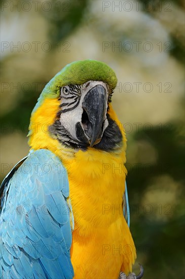 Blue-and-Yellow Macaw or Blue-and-Gold Macaw (Ara ararauna) occurrence in South America