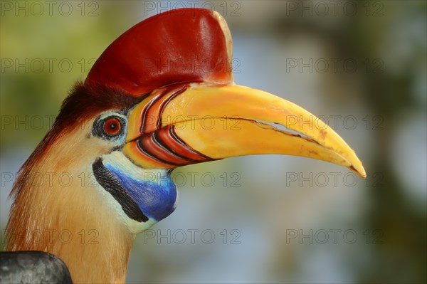 Knobbed hornbill or Sulawesi Wrinckled Hornbill (Aceros cassidix)