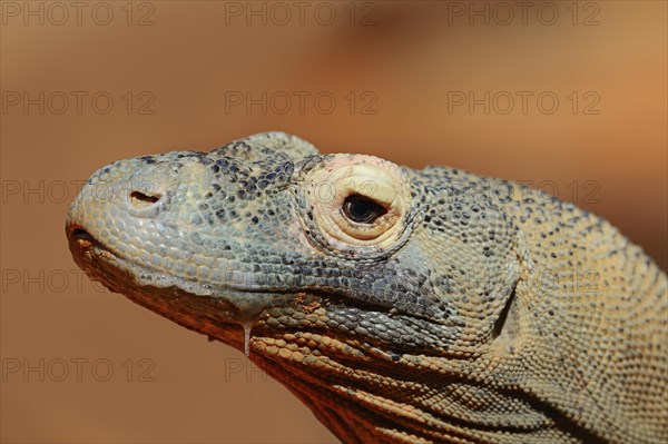 Komodo Dragon (Varanus komodoensis)