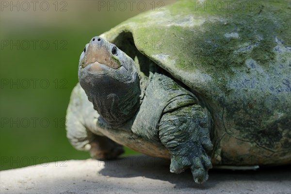 Painted Terrapin (Callagur borneoensis