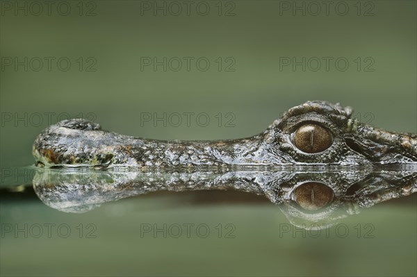 Smooth-fronted Caiman or Schneider's Dwarf Caiman (Paleosuchus trigonatus)