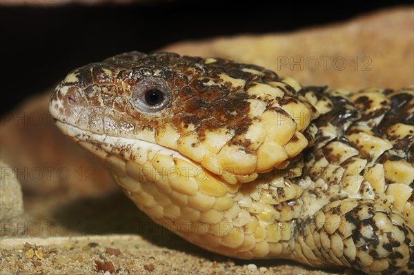 Bobtail Skink or Western Shingleback (Tiliqua rugosa