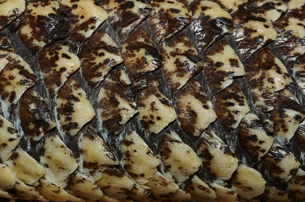 Bobtail Skink or Western Shingleback (Tiliqua rugosa