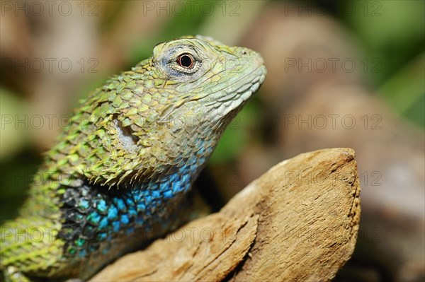 Emerald Swift or Malachite Spiny Lizard (Sceloporus malachiticus)