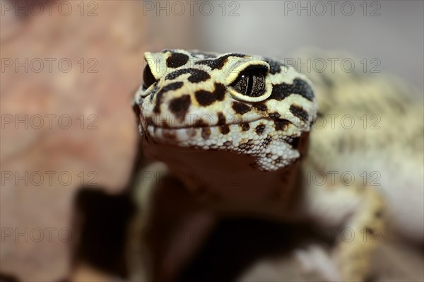 Leopard Gecko (Eublepharis macularius)