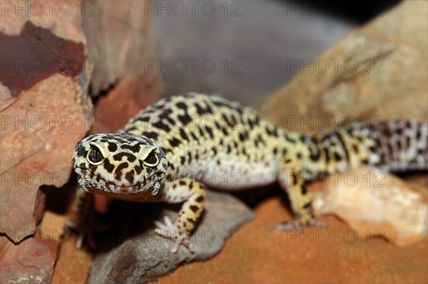 Leopard Gecko (Eublepharis macularius)