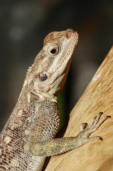 Common Agama