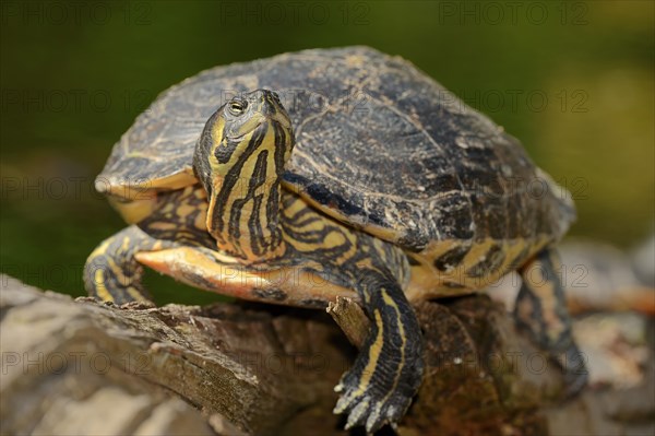 Red-eared Slider (Trachemys scripta elegans