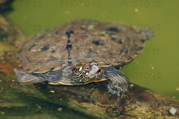 Northern Map Turtle (Graptemys geographica)