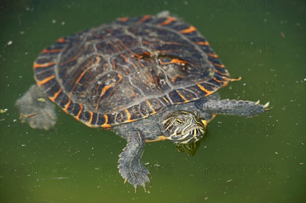 Western Painted Turtle (Chrysemys picta bellii)