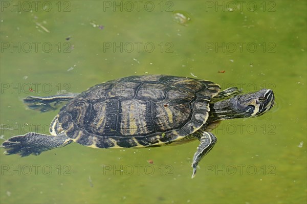 Red-eared Slider (Trachemys scripta elegans